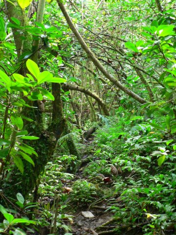 102- Le chemin dans la vegetation 